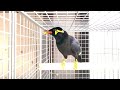 すがちゃん : やる気のない朝