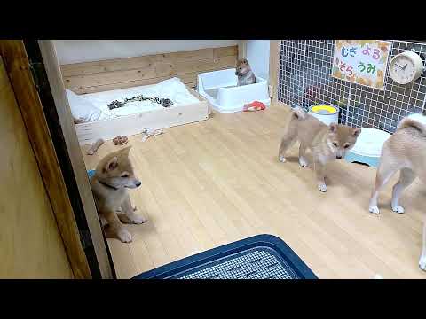 柴犬なつ！子育て生配信【生後82日】毎日何か事件を起こす子犬たち！（起こさないで～泣）