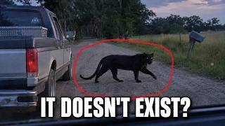 Every State Says Black Panthers Aren't Real — So Why Does the South Keep Reporting Them?