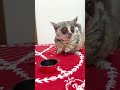 食いしん坊な順にやってくるショウガラゴの家族