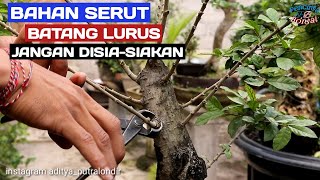 Jangan bingung kalo punya bahan bonsai serut lurus, konsep begini//membuat bonsai serut batang lurus