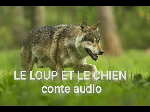 Le Loup Et Le Chien Conte Audio Jean De La Fontaine