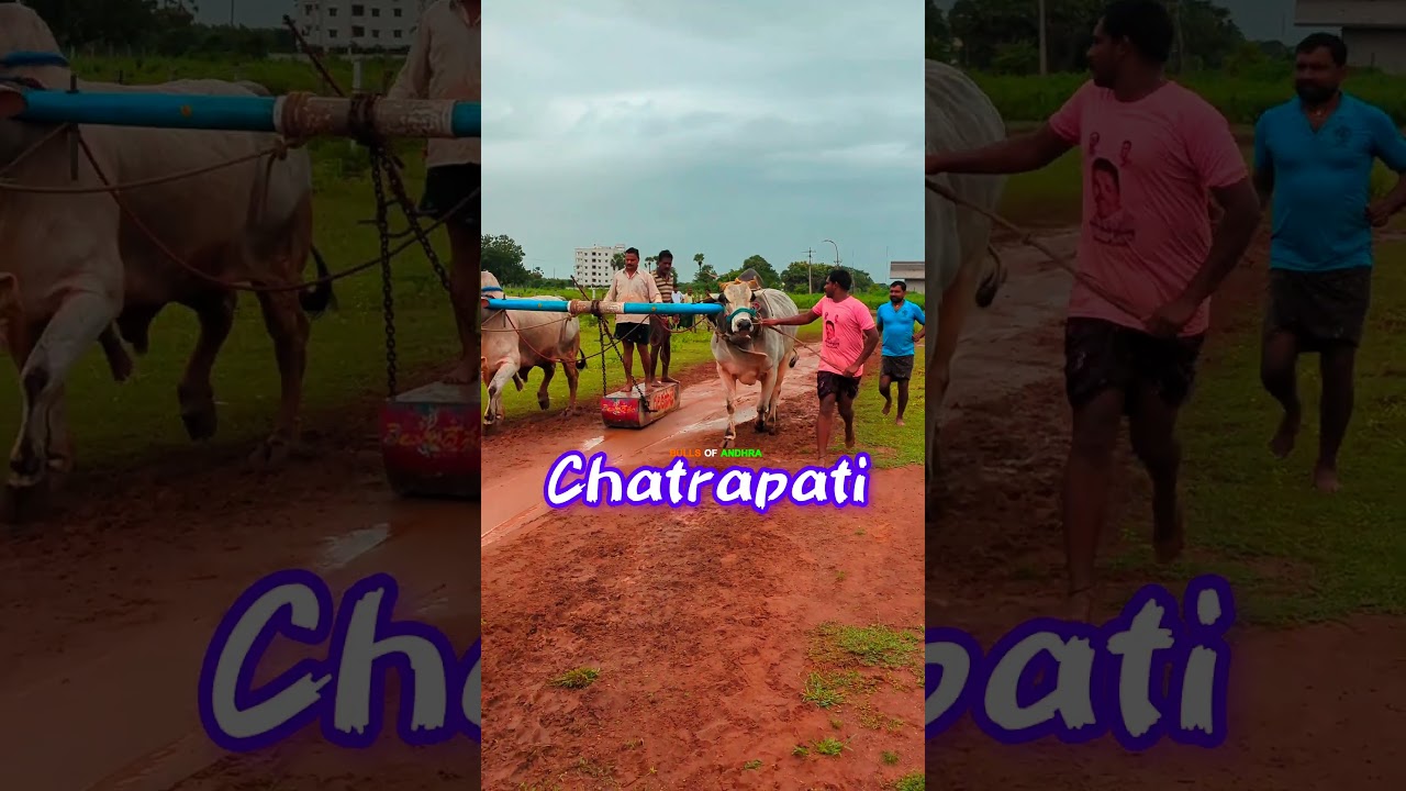 భీముడు & ఛత్రపతి | T S R Infra Bulls | Koppuravuru | Bulls Of Andhra