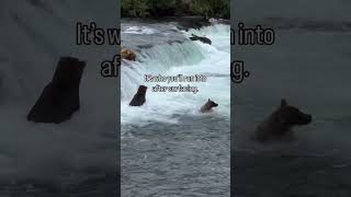 #canada #most#beautiful #bear #catching#fish#air#views_viral_video_subscribers_grow 🇨🇦🇨🇦🇨🇦🤯🤯🤯🦍🦍
