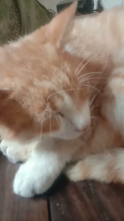 sitemon kalok tidur ngur2 ##cat #kucinglucu #funny #kitten #kucing #cute #imut #like #bome #cutecat