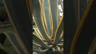 maguey rayado” o “maguey chichimeco con las hojas se elaboran cuerdas, Especie conservada