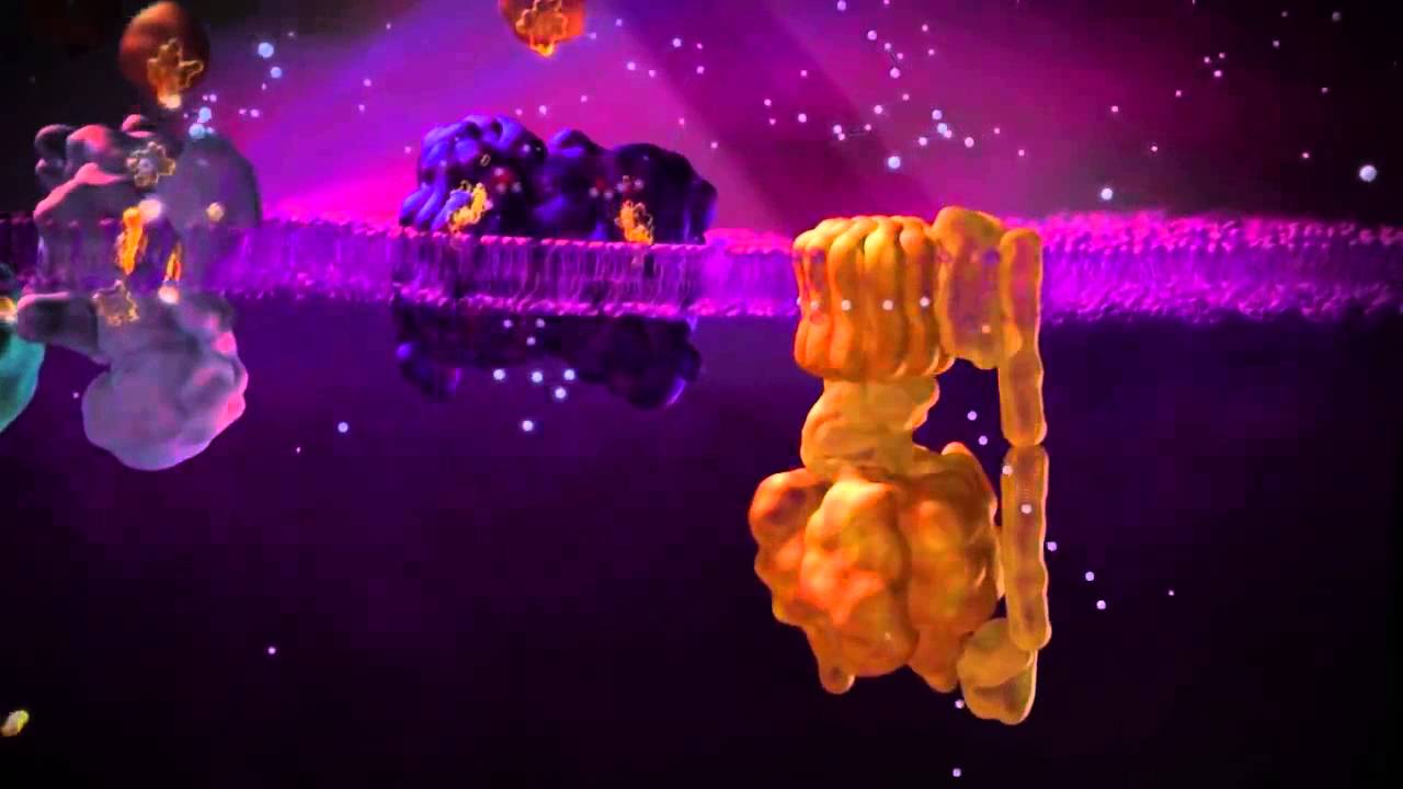 metabolic poisons enzymes cyanide and atp synthesis youtube cyanide is a metabolic poison that works at which site