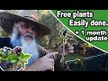 How to propagate blackberries easy free plants from blackberry cuttings