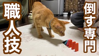 部屋に2匹の子猫達がいたらドミノなんて不可能なのか