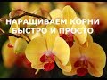 Как быстро нарастить корни орхидее