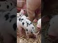 Too cute! Day-old piglets at Temple Newsam farm.