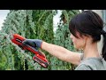 Einhell cordless pruning shears