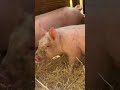 Three little pigs arrive