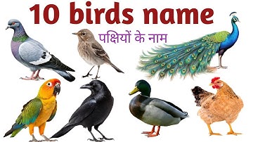 20 Birds Name | Birds Name For Kids | Birds Name Hindi And English | पक्षियों के नाम #BirdsName 