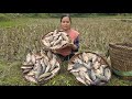 Catching Fish Stranded in the Rice Field After the Rain | Farm Girl’s Countryside Harvest