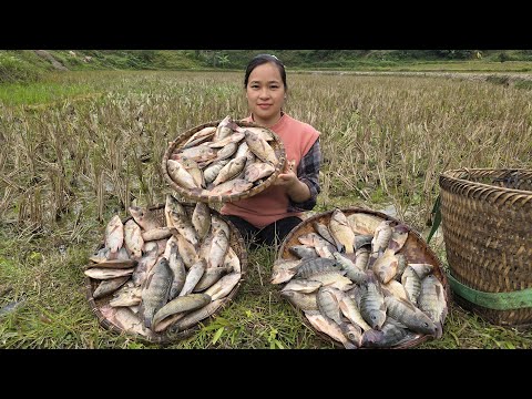 Catching Fish Stranded in the Rice Field After the Rain | Farm Girl’s Countryside Harvest
