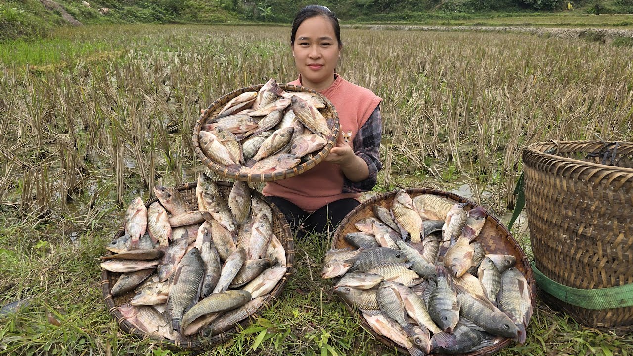 Catching Fish Stranded in the Rice Field After the Rain | Farm Girl’s Countryside Harvest