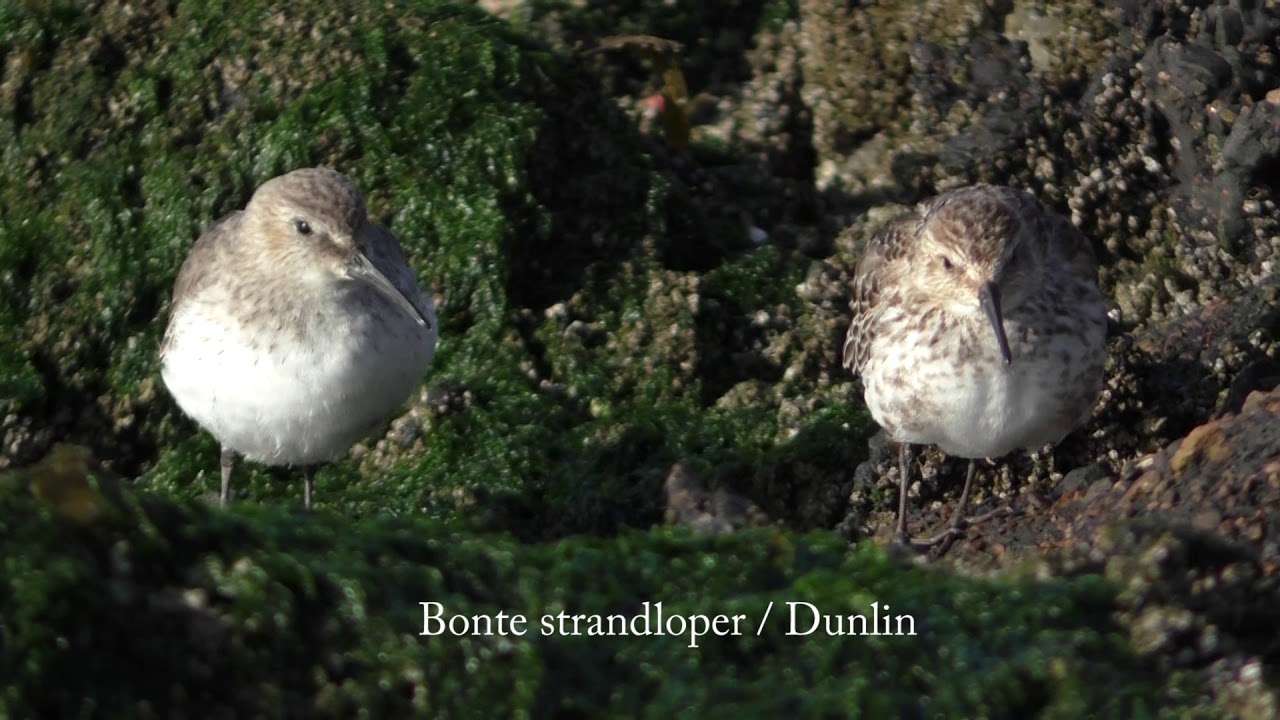 Ontdek het verschil tussen drieteenstrandloper en bonte strandloper in winterkleed