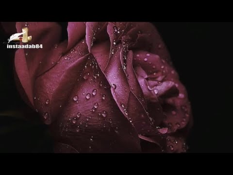 شكوت اليه ذلتي فتحكما مصطفى الرافعي