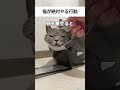 #猫 #cat #ねこ #猫動画 #替え歌