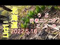 【山菜採り】2022.5.16　北海道ニセコアンヌプリ山麓　極上ウド　コゴミ　行者ニンニク　第4回　思うように採らせてもらえない