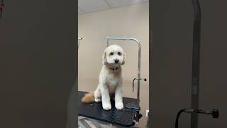 Lazy groomer where?!?👀 BRUSHING DAILY AND COMBING AFTER HELPS. #goldendoodle #doggroomingvideos