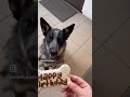 #heeler