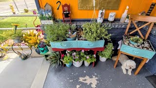 Thank you Mom for letting me tour your patio garden 🏡 🐒 🦓 🫶🏵️🌸💮🐦🪴🇺🇸🧑‍🦳❤️