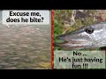 Dangerous predators in the pond  pike zander asp