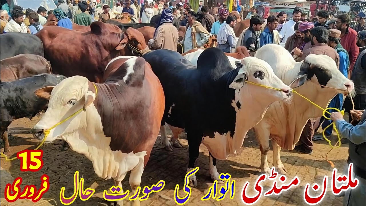 🐄 Sunday Special | Multan Cow Mandi Live Update | Heavy & Beautiful Animals Qurbani 2026