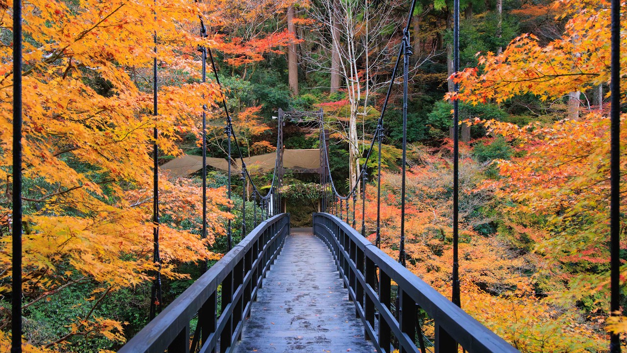 Walking Downstream in Western Mountains | Kyoto, Japan
