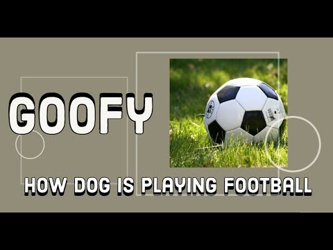 ფეხბურთი ძაღლთან ერთად