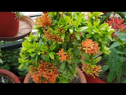 Video: Ixora Plant Care - Kawm Txog Kev Loj Hlob Ib Ixora Bush