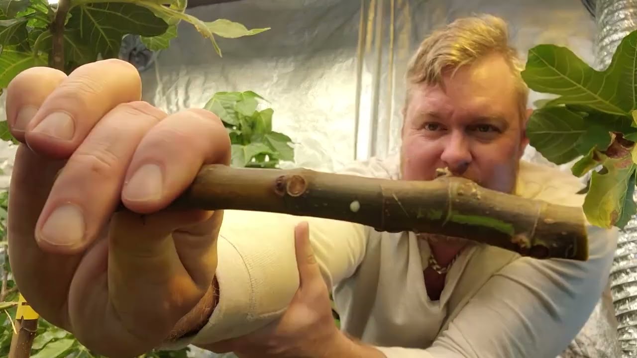 My most EXPENSIVE fig cutting EVER. Bordissot Negra Rimada. Ultra rare.