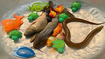 Kem Chanel dùng xe rùa đi bắt cá được cá chép, cá vàng, cá màu sắc, con lươn, con chạch, cá trê