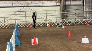Nox Rally Master AKC Keeshond 4/4/26