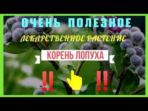 Корень лопуха. Корень лопуха - очень полезное лекарственное растение