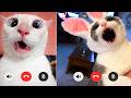 TRY NOT TO LAUGH (IMPOSSIBLE) 😂🐱 Funniest Cat Moments #3