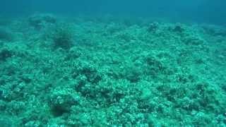 Tauchen auf Mallorca / Port de Pollença - CALA ENFELIU / SJCAM 5000+ with scubamallorca.com