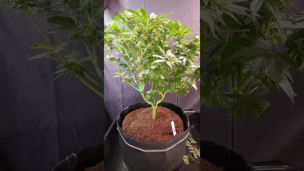 Skywalker OG (number 2 in front) at flower week 5 (day 30 / day 73 from seed) 🌱