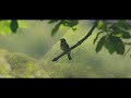 森が息をする、命の鼓動【The breath of the forest in Japan】