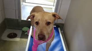 acs A460517