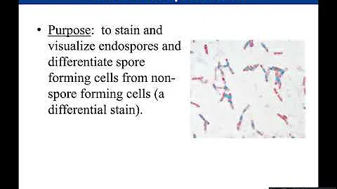 Lab 3-10: Endospore Stain