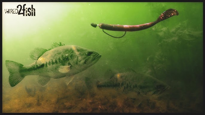 The 2 MOST IMPORTANT Considerations in COLD FRONT Bass Fishing 