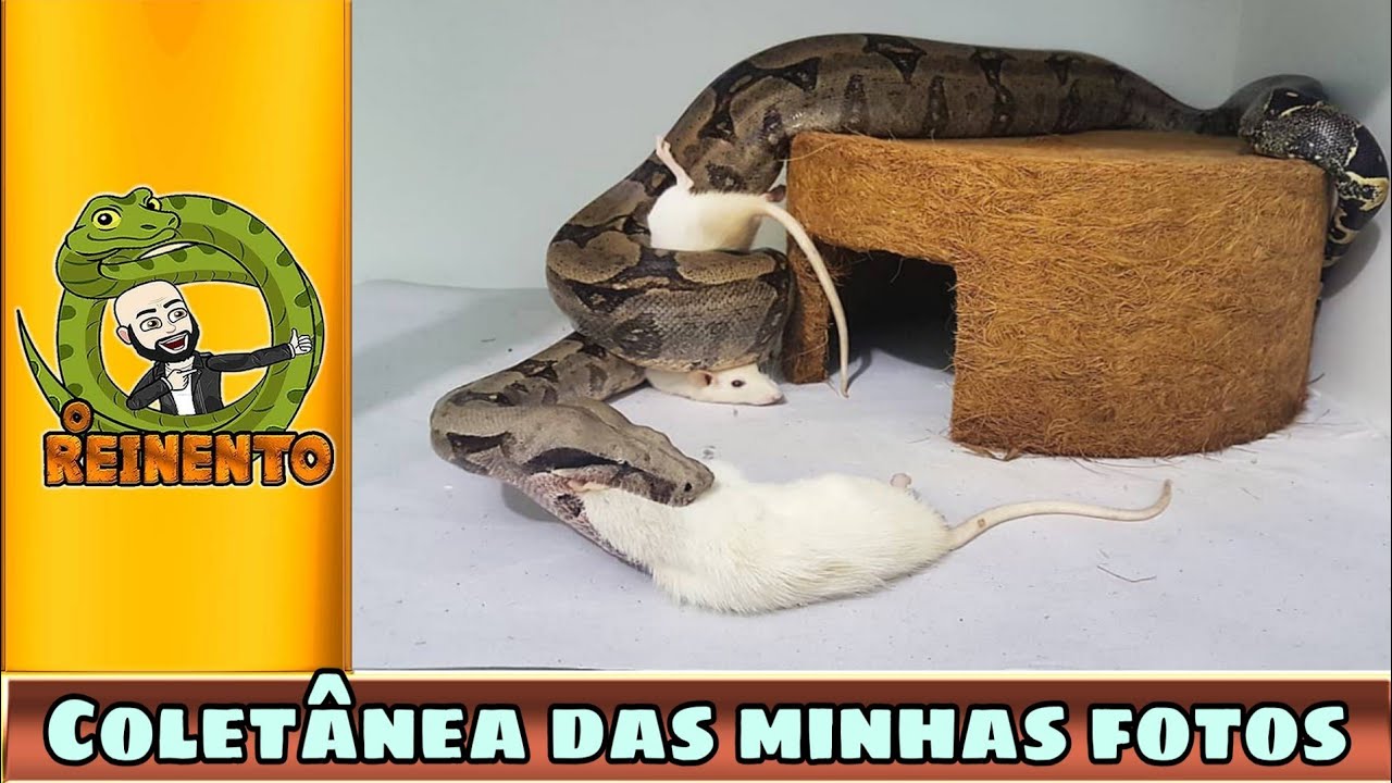 camera iphone 8 plus apk MINHAS FOTOS COM SERPENTES PREFERIDAS