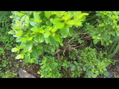 Video: Azalea Branch Dieback - Niyə Azaleasda Ölən Budaqlar Var