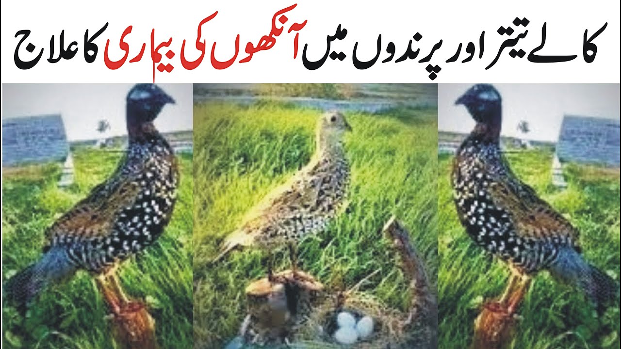 Kala Teetar ki Ankhon ka ilaj , Ehtiat | Treatment of eye disease in birds | Black Francolin Voice