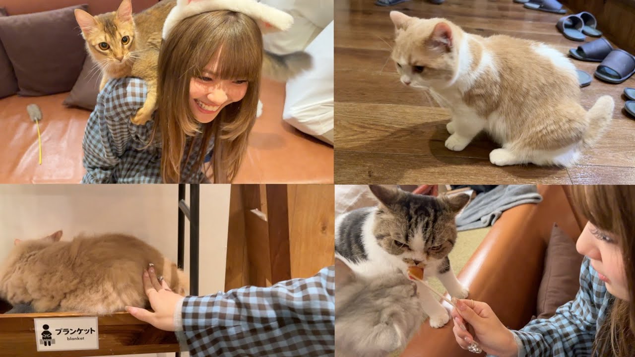 親子で猫カフェにハマりすぎて東京まで行ってきましたwwもこちゃんラテ