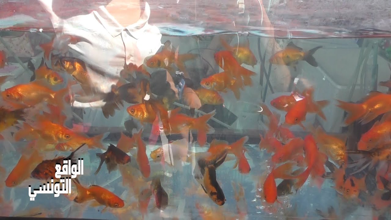 سوق المنصف باي..تربية الاسماك يصل وزنها الى 30 كلغ