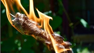 Cattail Hand Drill Friction Fire. Bushcraft Survival Skills. Primitive Skills